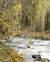 Fall creek scenery