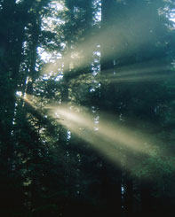 Light shinning through woods